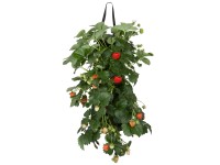 Jahodník velkoplodý (Fragaria) v záv. květináči, cca 45-50 cm, pr. kv. cca 15 cm