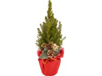 Zimní aranžmá se smrkem sivým průměr květináče cca 13 cm