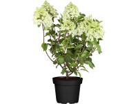 Hortenzie latnatá Hortenzie latnatá