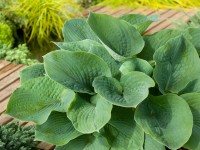 OBI Bohyška zelená pr. květináče cca 17 cm Hosta