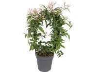 GROW by OBI Jasmín pr. květináče cca 12 cm Jasminum polyanthum GROW by OBI Jasmín pr. květináče cca 12 cm Jasminum polyanthum