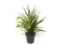 Grow by OBI Kombinace dračinců výška 50-60 cm, pr. květináče cca 17 cm