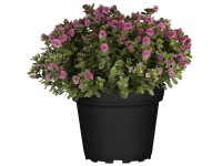 Landgard Hebe Andersonova (Hebe andersonii) cca výška 10-20 cm, pr. 12 cm