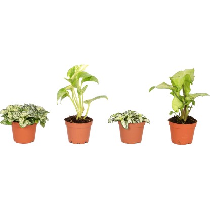 Zelené mini rostliny "Bílý sen" v různých odrůdách průměr květináče cca 6 cm