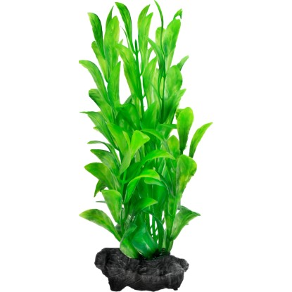 Tetra Rostlina do akvária Hygrophila S 15 cm