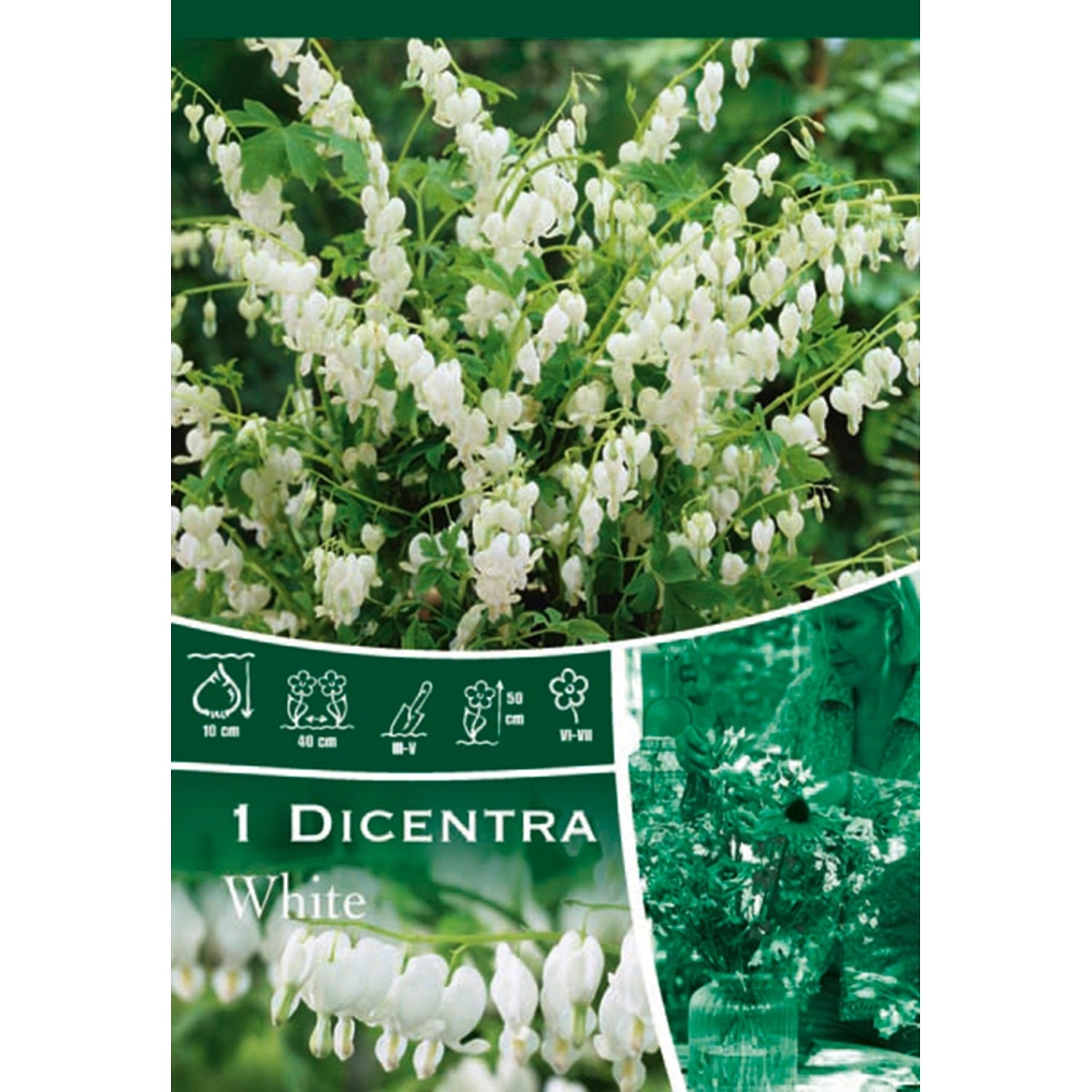 Srdcovka "Spectabilis" bílá