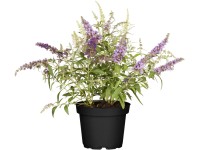 Komule Davidova Buzz Trio