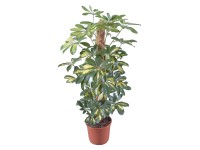 Šeflera Gold Capella průměr květináče cca 17 cm Šeflera Gold Capella průměr květináče cca 17 cm