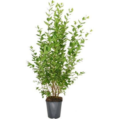 Landgard Ptačí zob vejčitolistý (Ligustrum ovalifolium) 100-125 cm, 5 l, 30 ks