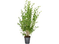 Landgard Ptačí zob vejčitolistý (Ligustrum ovalifolium) 100-125 cm, 5 l, 30 ks