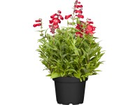 OBI Dračík vousatý průměr květináče cca 19 cm Penstemon OBI Dračík vousatý průměr květináče cca 19 cm Penstemon