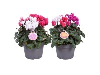 Brambořík perský (Cyclamen persicum) Trio, pr. kv. 11 cm