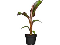 Banánovník červenolistý (Musa ensete) 