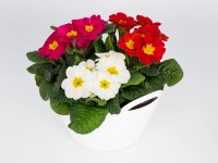 Prvosenka bezlodyžná (Primula vulgaris) trio pr. 23 cm