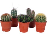 Kaktus různé odrůdy výška cca 22 cm průměr květináče cca 15 cm Cactus canarias