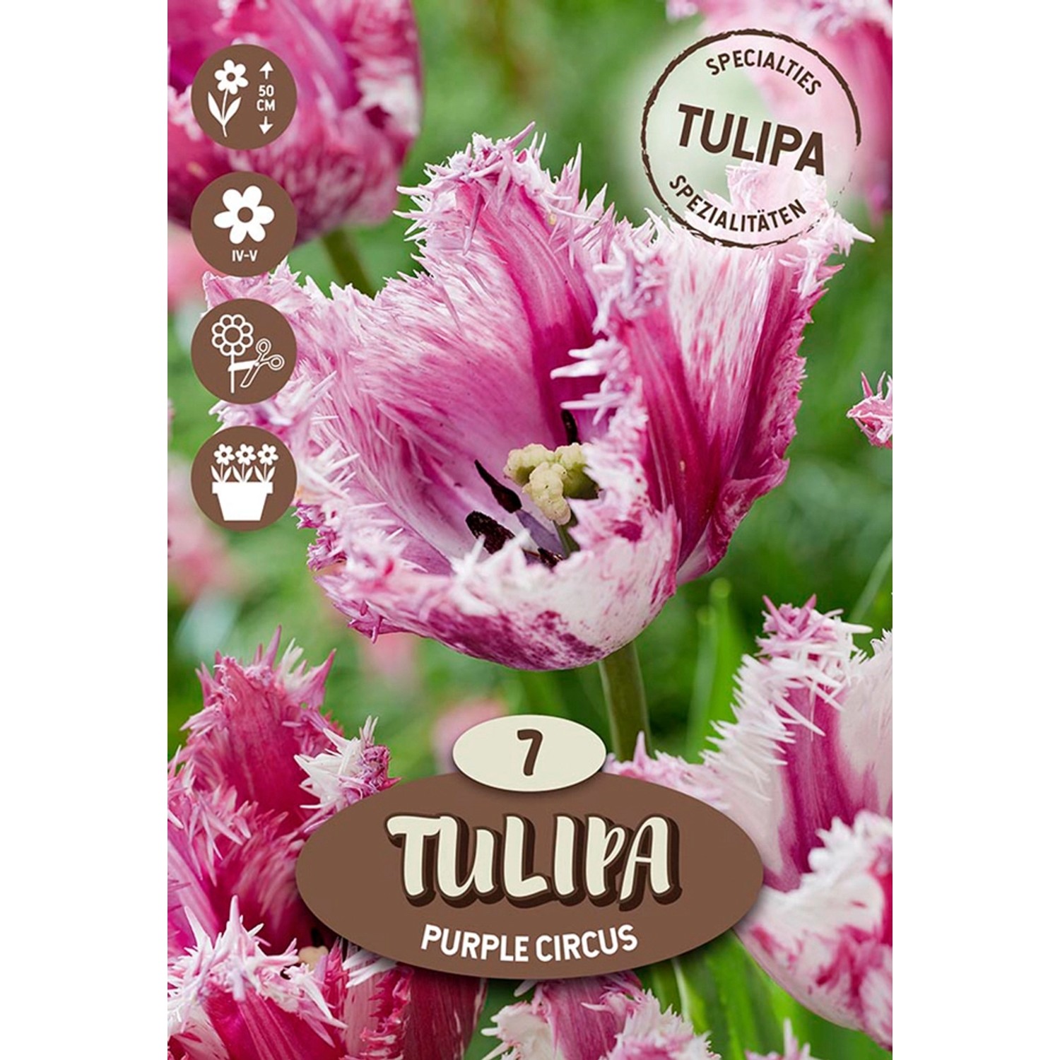 Royal De Ree Holland Květinové cibulky tulipán (Tulipa) "Purple Circus" 7 ks