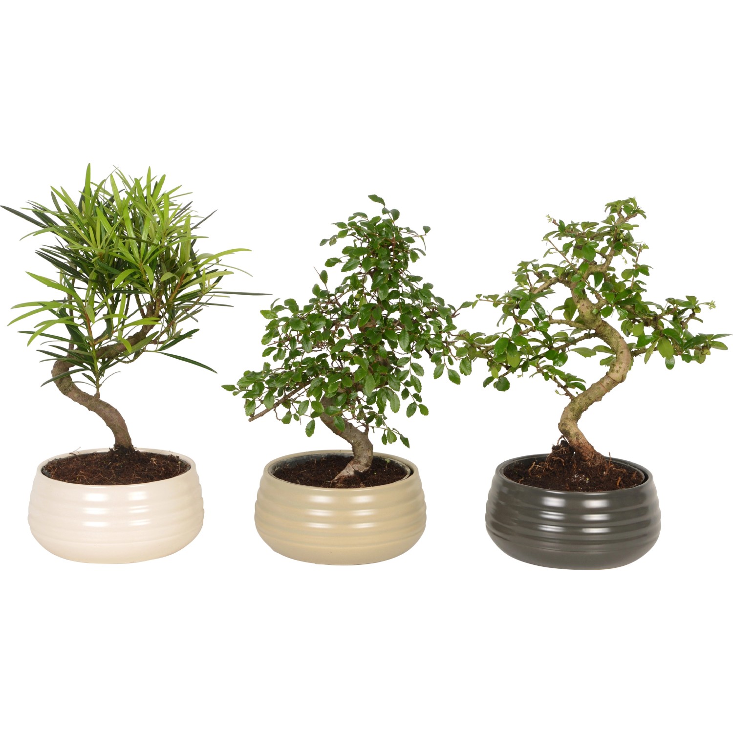 Bonsaj v keramickém květináči pr. cca 19 cm koupit v OBI