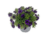 Minipetúnie (Calibrachoa hybride) fialová pr. květináče 13 cm
