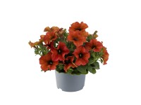 Q-Flower Petúnie (Petchoa Beautical Hybrid) pr. cca 13 cm