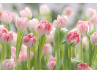 Komar Papírová fototapeta Tulipány 368 x 254 cm Komar Papírová fototapeta Tulipány 368 x 254 cm