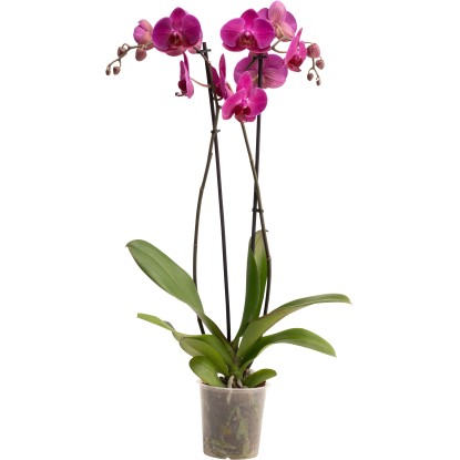 OBI Orchidej motýlokvětá Stellenbosch, 60-70 cm, pr. květináče cca 12 cm