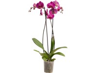 OBI Orchidej motýlokvětá Stellenbosch, 60-70 cm, pr. květináče cca 12 cm