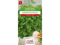 Semínka Petržel naťová Gigante D'Italia (Petroselinum crispum) Semínka Petržel naťová Gigante D'Italia (Petroselinum crispum)