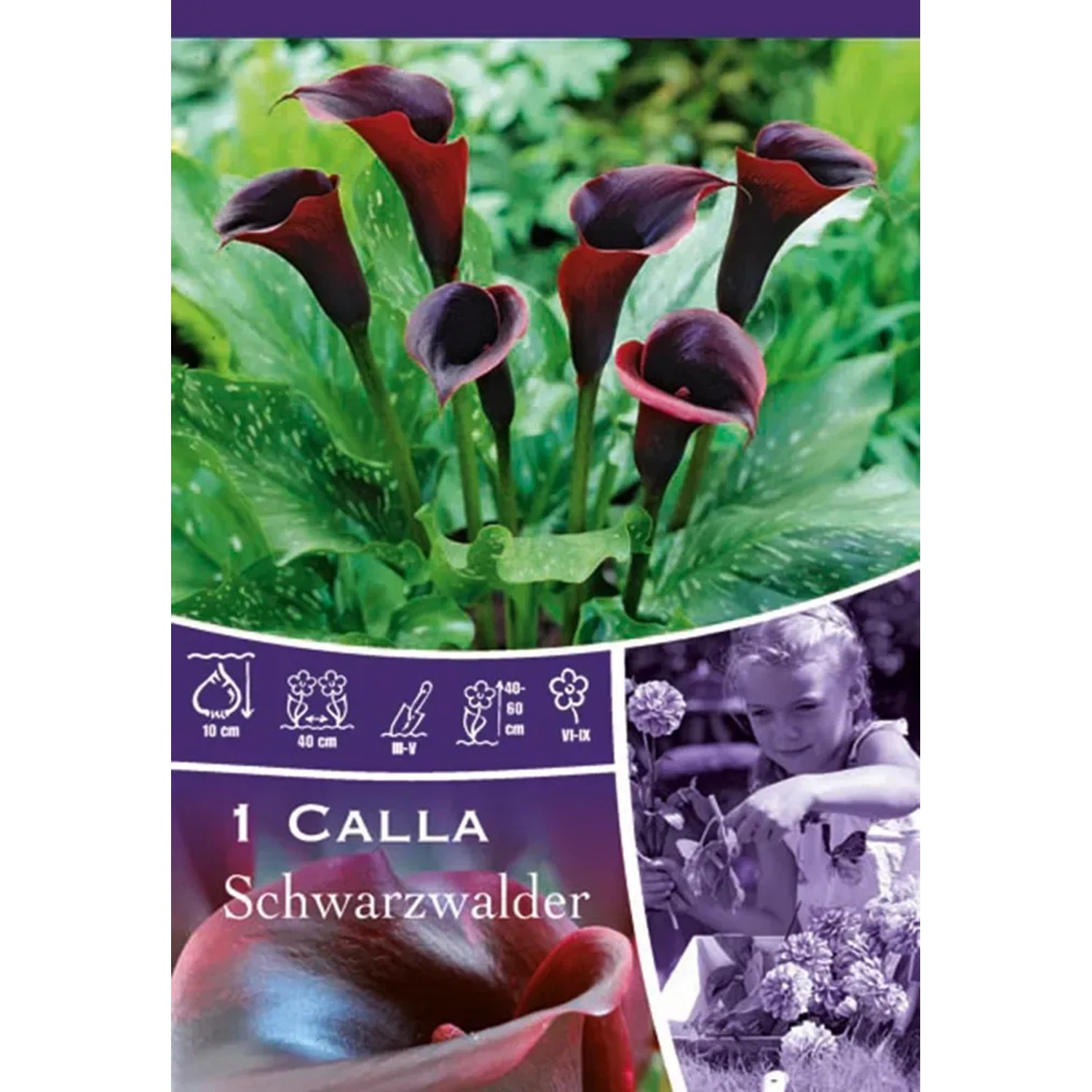 Kala Schwarzwalder purpurová