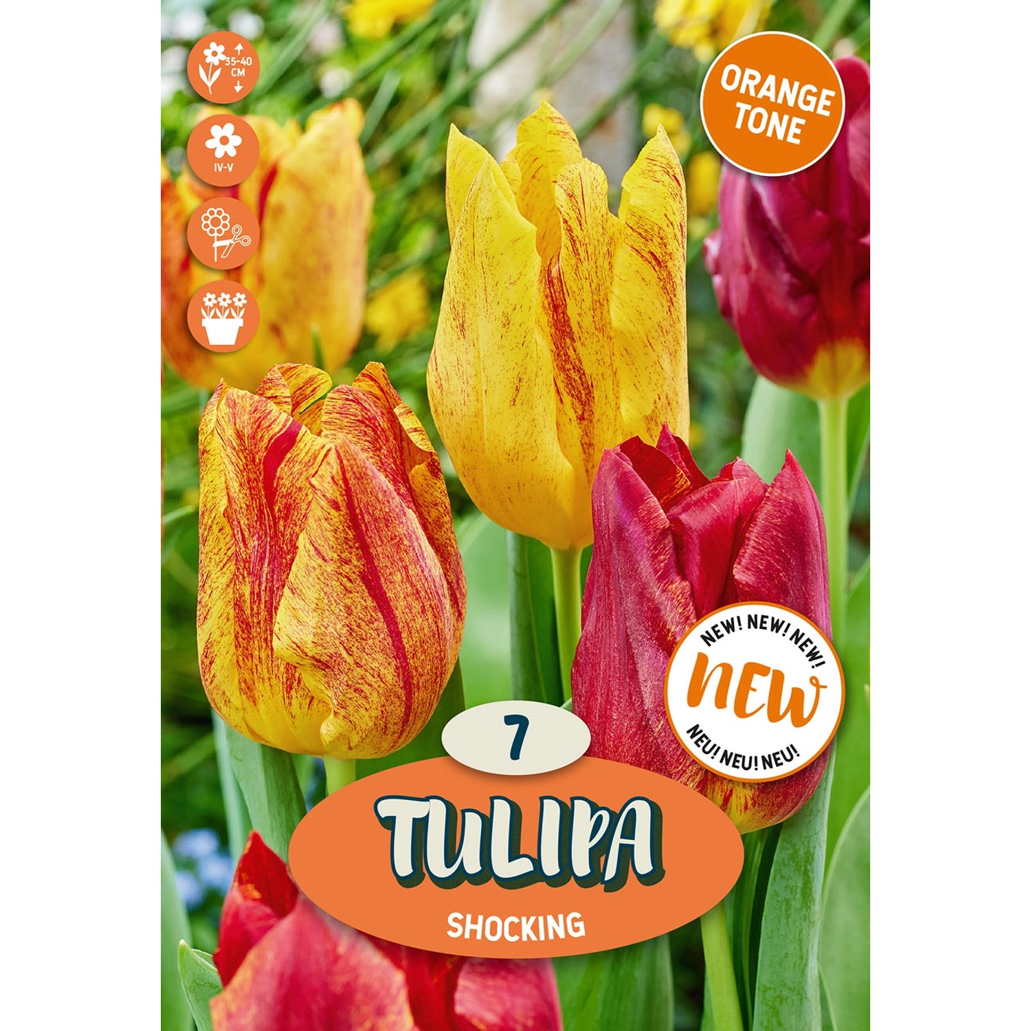 Royal De Ree Holland Květinové cibulky Tulipa Shocking 7 ks