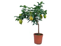 Citrusovník na kmínku Lemon žlutozelený průměr květináče cca 20 cm
