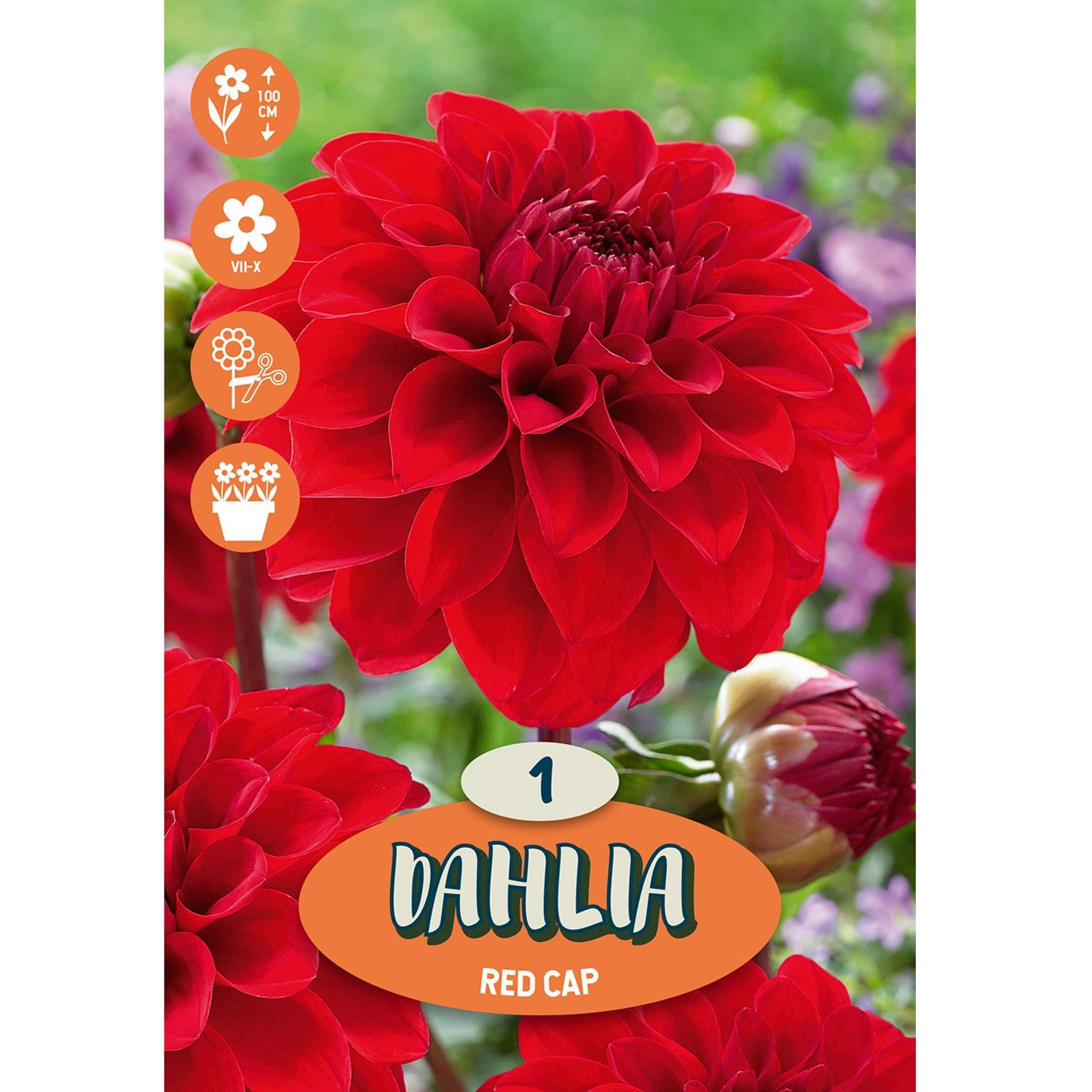 Cibulka jiřina (Dahlia) ''Red Cap'', 1 ks