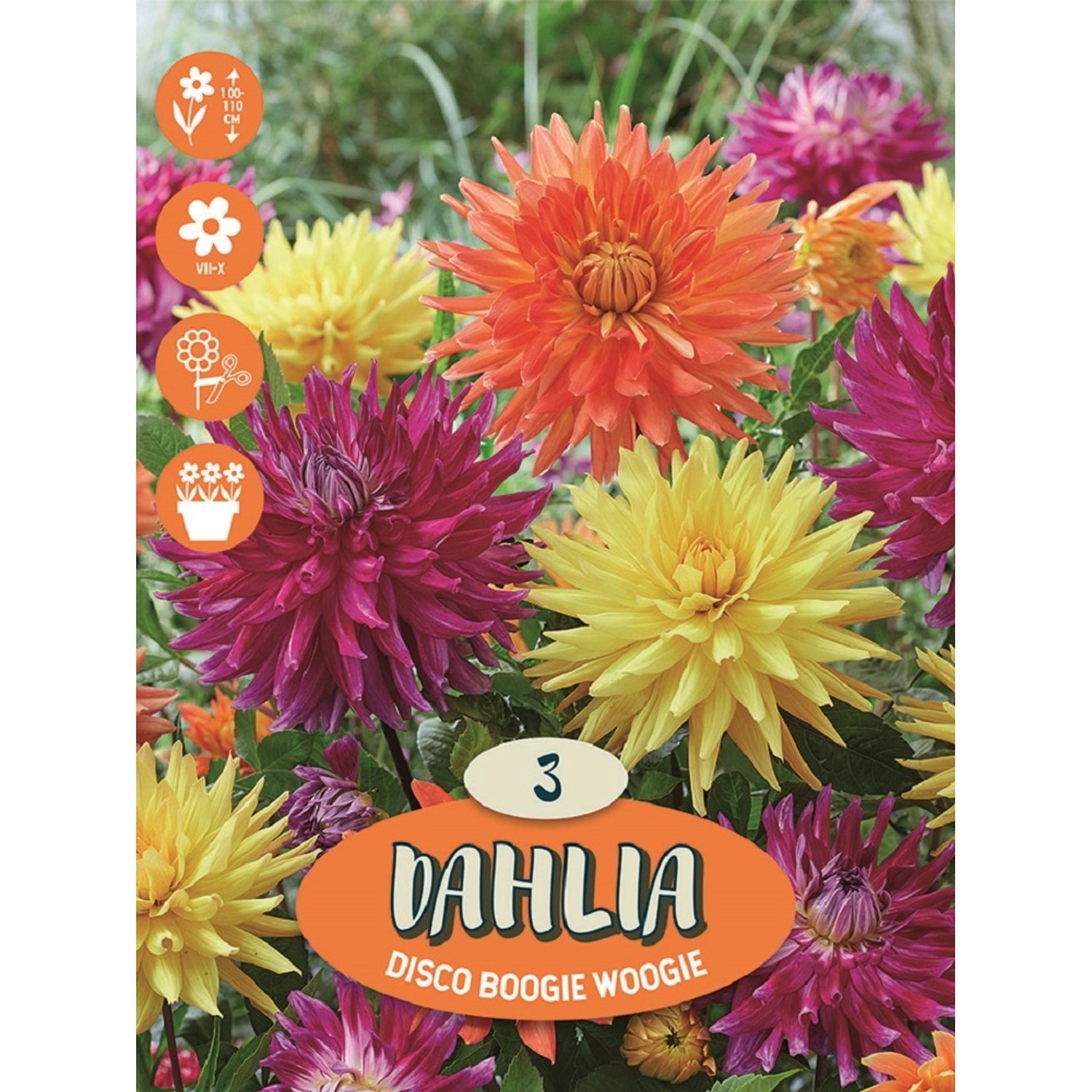 OBI Jiřiny Disco Boogie Woogie, vícebarevné, 3 ks