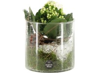 Aranžmá s kolopejkou (Kalanchoe blossfeldiana) ve skleněném kv., pr. 12 cm Aranžmá s kolopejkou (Kalanchoe blossfeldiana) ve skleněném kv., pr. 12 cm