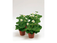 CZ-Flora Jahodník stáleplodící (Fragaria) pr. cca 11 cm