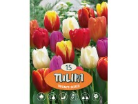 Tulipány 