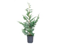 GROW by OBI Cypřišovec Leylandův (Cupressocyparis leylandii) výška 150 cm