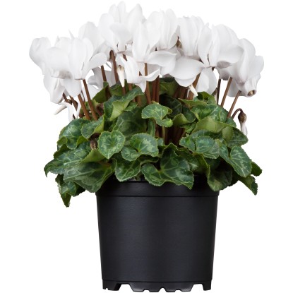 GROW by OBI Brambořík perský (Cyclamen persicum) " Smartiz White" bílý 10-15 cm