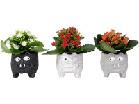 Kolopejka (Kalanchoe) v keramickém květináči netopýr, různé druhy, pr. 6 cm