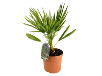 GROW by OBI Žumara nízká (Chamaerops humilis) výška 30-40 cm