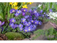 OBI Sasanka rozkošná modrá pr. květináče cca 9 cm x 9 cm