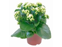 Kolopejka Calandiva bílá průměr květináče cca 12 cm