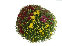 MONTANO Listopadka (Chrysanthemum) MONTANO Listopadka (Chrysanthemum)