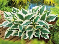 OBI Bohyška bílá/pestrá pr. květináče cca 13 cm Hosta OBI Bohyška bílá/pestrá pr. květináče cca 13 cm Hosta
