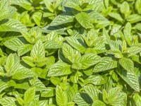 Máta pomerančová Granada, pr. květináče cca 12 cm