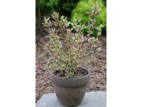 Vajgélie květnatá (weigela florida) Magical rainbow