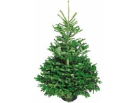 Řezaný vánoční stromek Jedle Nordmann (Abies nordmanniana) 100-150 cm