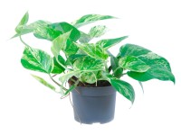 Šplhavník Marble Queen průměr květináče cca 12 cm Šplhavník Marble Queen průměr květináče cca 12 cm