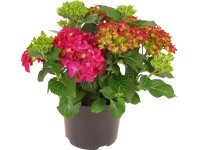 Royal Lemkes Hortenzie velkolistá (Hydrangea macrophylla) červená, cca 45 cm, 5l Royal Lemkes Hortenzie velkolistá (Hydrangea macrophylla) červená, cca 45 cm, 5l