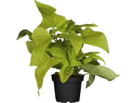 OBI Povíjnice batátová zelená průměr květináče cca 13 cm OBI Povíjnice batátová zelená průměr květináče cca 13 cm