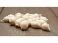 GardenSeed Premium Cibule sazečka Snowball, 500 g GardenSeed Premium Cibule sazečka Snowball, 500 g